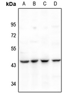 WB - Anti-PAI2 Antibody AP59650
